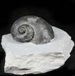 Large Platyostoma Gastropod - Waldron, Indiana #26450-1